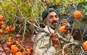 Мъжът с райските ябълки. 