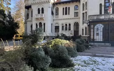 Падналите борове