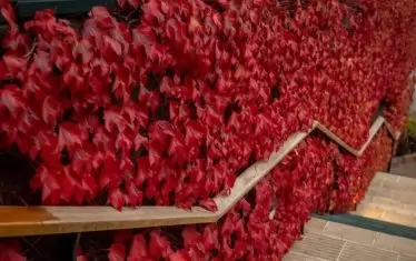 Лятната цветова гама на "Уимбълдън" е заменена със зимна.