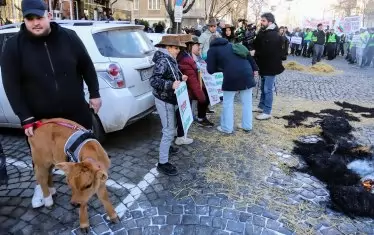 Днес в София бе докарано и теле.