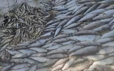 Мащабите на пораженията на 19 срещу 20 август не бяха никак малки.