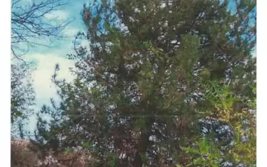  Това е дървото, под което е било оръжието, според "Шпигел"