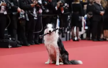 След "Оскарите", кучето Меси от "Анатомия на едно падане", бе звезда на още един червен килим.