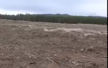 Неизвестни унищожиха гора, защитена от Натура 2000, в комплекса Ропотамо
