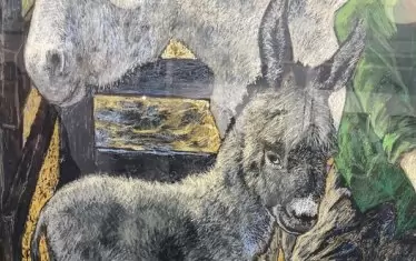  Ослето, предизвикало възторзи