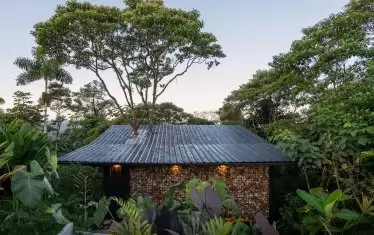 Короната на дървото излиза над покрива