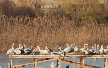 Рядък вид пеликани се засели край Бургас на изкуствени острови