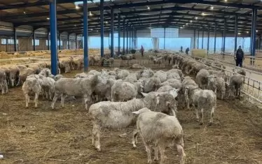 БАХБ най-после откри мистериозната болест по овцете в с. Сигмен