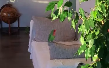 Папагалът Луис, долетял изневиделица.