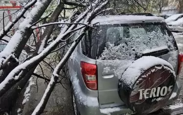 Дърво падна върху автомобили в Пловдив