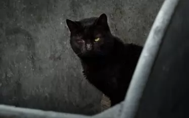 Черна котка в контейнера за боклук радва лишените от свобода.