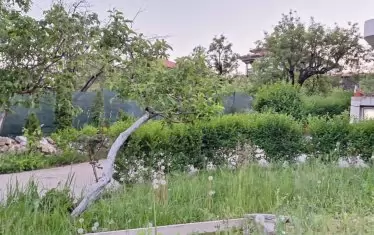 Дворът на семейството на Кристияна. Наклоненото дърво е "плашената" ябълка. Ударена е била от машина при ремонт. След заплахите ражда.