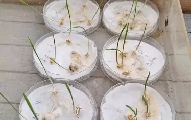 Част от обектите на експеримента.