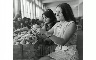 Момиче бели ябълки за консерви в консервна фабрика в Кюстендилско, прибл. 1960 г.