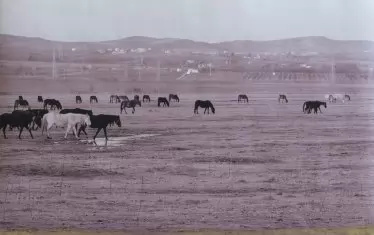  Сред спокойно пасящите коне окото на художника започва да съзира кентаври...