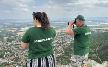 На терен работят ветеринарният лекар д-р Михаил Василев, инж. Георги Тодоров и зоологът Пламена Каразутева.