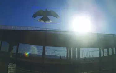 Птица, прекосяваща граници, в Border Birds.