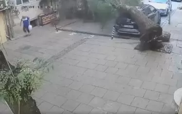 Паднало от корен дърво по чудо размина жена в Благоевград