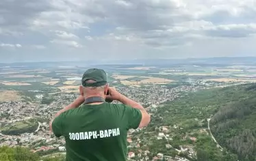 Заведенията в Шуменското плато искат компенсации заради леопарда