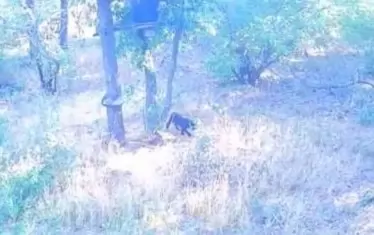 Черният леопард е забелязан до шуменския квартал "Мътница"