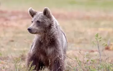 Мечка нападна овчар в Фъгърашките планини в Румъния