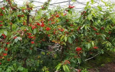 В оранжерия черешовите дръвчета се поддържат ниски с резитба, но има и специални нискорастящи сортове. Освен това трябва да се подберат самоопрашващи се сортове.