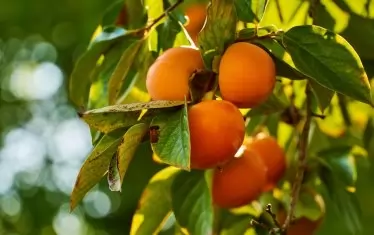Райските ябълки и черната златка "изядоха" черешите