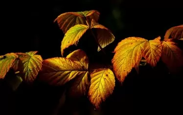 Хороскоп за петък