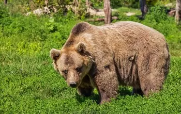 Мечка край Левски, а на варненски плаж се окъпаха диви прасета
