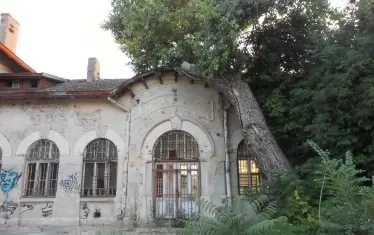  Общината дори не реже дървото, което проби покрива на гарата