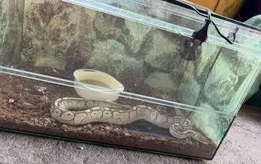  Изхвърленият на боклука домашен любимец. 