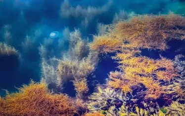 Как морето връща боклука, чието място не е на морското дъно