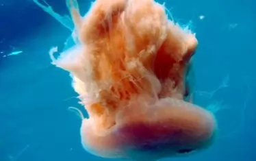 Гигантските Drymonema larsoni се наричат "канибалски", защото се хранят с други видове медузи.