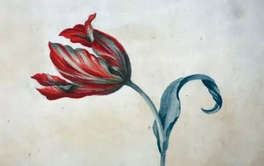 Лале, ок. 1838-1840, акварел върху хартия