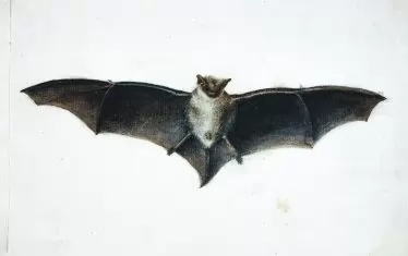 Етюд на прилеп, ок. 1839, темпера, молив върху хартия.