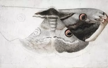 Пеперуда (Нощно пауново око), акварел, молив върху хартия