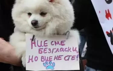 Прокуратурата предаде на съд мъчителите на животни от Перник