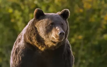 3-ма министри спешно написаха нов протокол срещу мечки в населени места