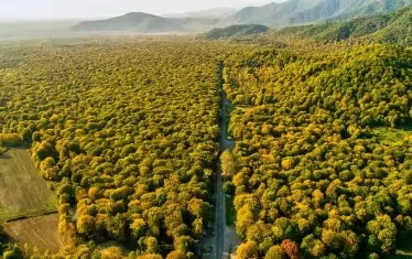 Дърветата може да предсказват вулканите