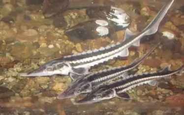 България забрани безсрочно всякакъв улов на есетрови риби