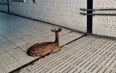  Япония през телефона - от личната страница на авторката във Фейсбук