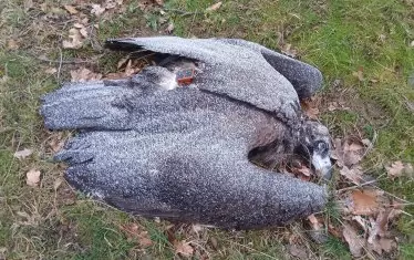 Тровенето на лешояди е в опит за убиване на вълци