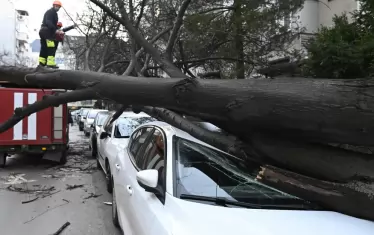 Дърво падна върху кола и уби жена на Витоша