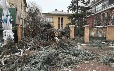 Силният вятър събори дърво на улица "Искра" в Казанлък.