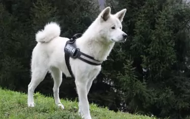 Акита – какво трябва да знаете, преди да изберете това куче чрез Bazar.bg