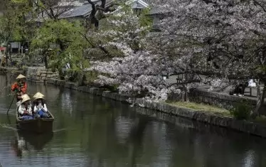 Японски град отмени фестивала на сакурата заради невъзпитани туристи