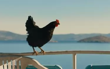  В "Кокошка" играят истински птици, а не компютърни изображения.