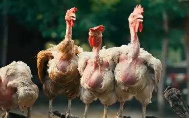  В "Кокошка" играят истински птици, а не компютърни изображения.