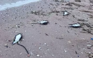 Мъртви буревестници и делфини изхвърли морето до Шабла