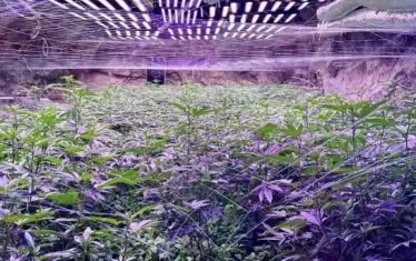 ГДБОП откри супер оранжерия за канабис в мина